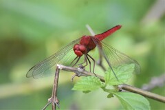 Crocothemis servilia