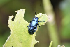 Platycorynus peregrinus