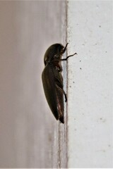 Diplostethus texanus