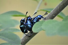 Platycorynus peregrinus