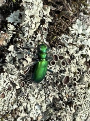 Cicindela denikei