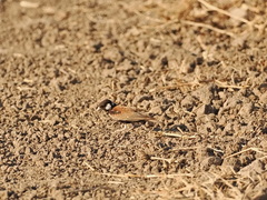 Eremopterix leucotis