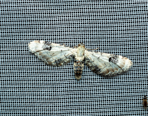 Eupithecia centaureata