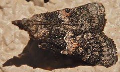 Satole ligniperdalis