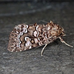 Callopistria granitosa