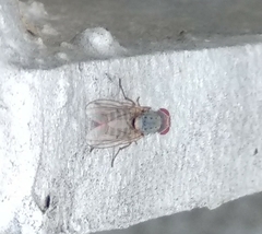 Prosopomyia pallida