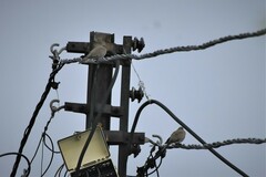 Streptopelia senegalensis