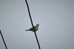 Streptopelia decaocto