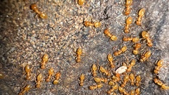 Lasius claviger