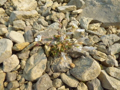 Cerastium nigrescens arcticum