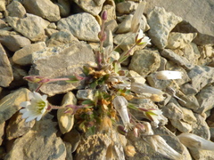 Cerastium nigrescens arcticum