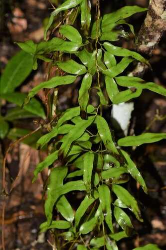 Lygodiaceae image