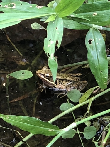 Nidirana adenopleura