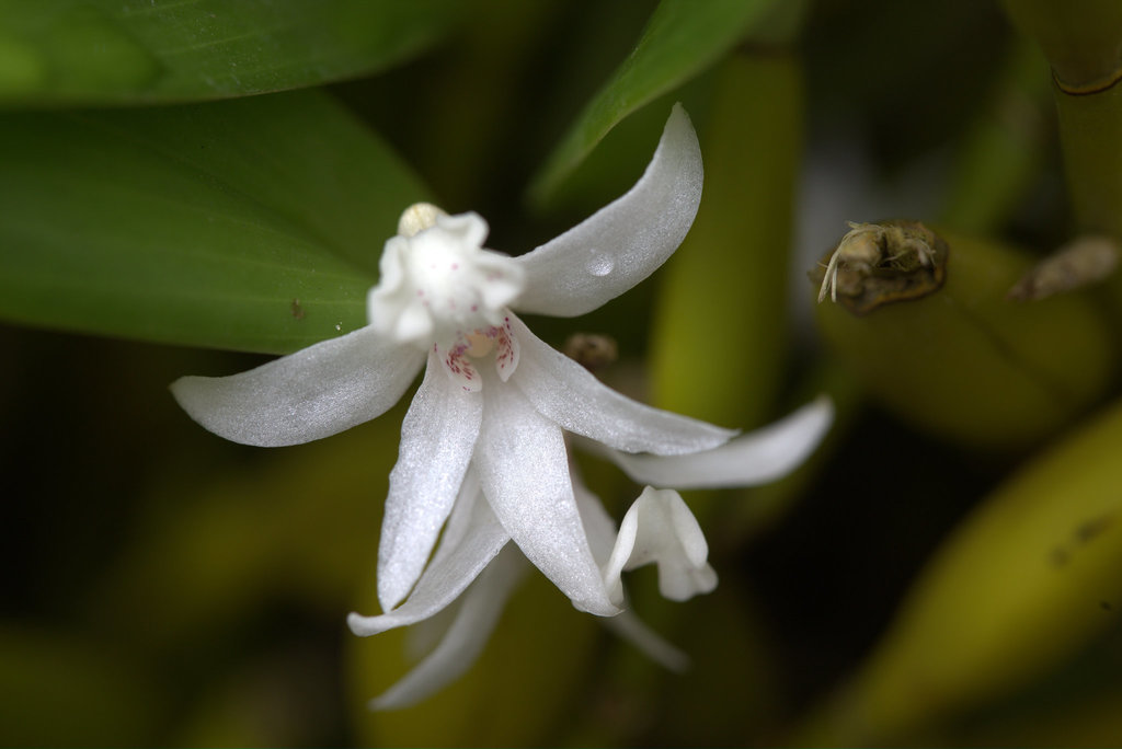 Dendrobium fugax (Dendrobium fugax)