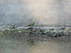 Phylloscopus trochilus