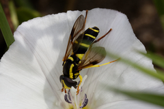 Xanthogramma pedissequum