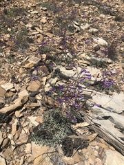Penstemon scapoides