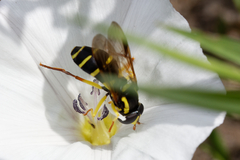 Xanthogramma pedissequum