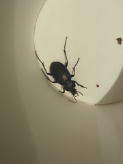 Carabus serratus