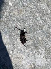 Prionus besikanus