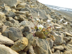 Cerastium nigrescens arcticum