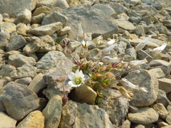 Cerastium nigrescens arcticum
