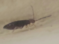 Willowsia nigromaculata