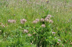 Pulsatilla alpina