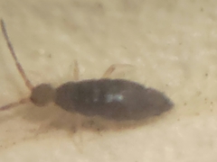 Willowsia nigromaculata