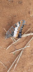 Charaxes saturnus