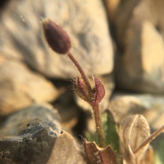 Cerastium nigrescens arcticum