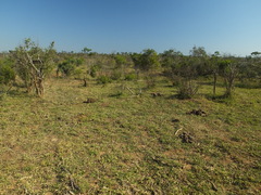 Ceratotherium simum