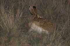 Lepus callotis