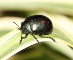 Leptinotarsa behrensi