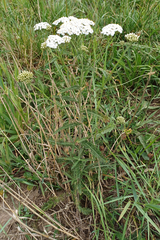 Achillea millefolium