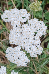 Achillea millefolium
