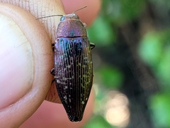 Buprestis confluenta