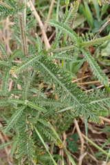 Achillea millefolium