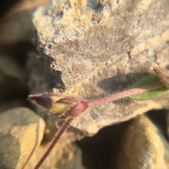 Cerastium nigrescens arcticum