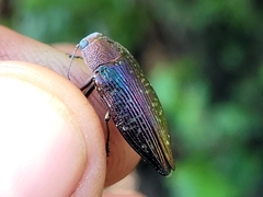 Buprestis confluenta