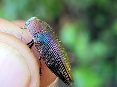 Buprestis confluenta