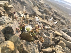 Cerastium nigrescens arcticum