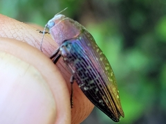 Buprestis confluenta