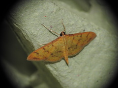 Patania balteata