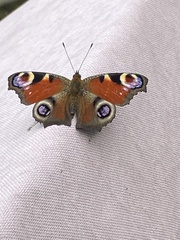 Aglais io