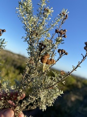 Pentzia trifida