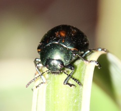 Leptinotarsa behrensi