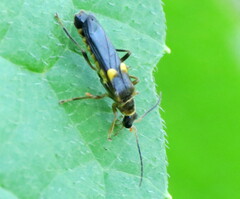 Trypherus latipennis