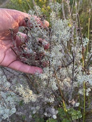 Pentzia trifida