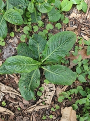 Pseudelephantopus spicatus
